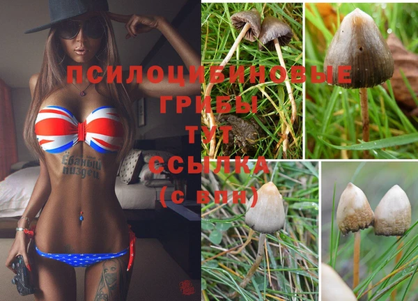 PSILOCYBIN Армянск